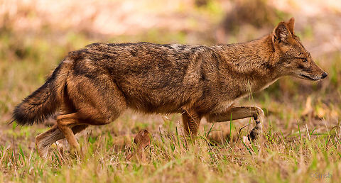 Jackal This was a planned shot. Followed the path the jackal took, and anticipated its path, and kept the focus locked on a spot and waited for it to arrive.  Bandhavgarh Tiger Reserve,Canis aureus indicus,Indian jackal,india,wildlife,wildlife photography