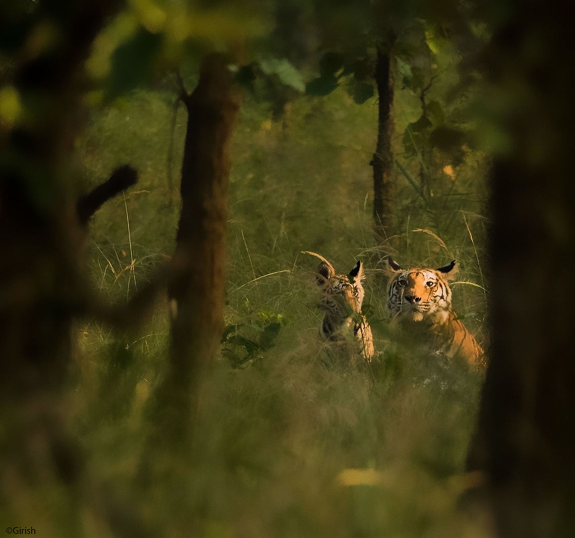 Tigress and cub Found this Tigress named Rajbhera and her 4 cubs playing happily in the bush. Seen here is only one cub, and rest were a little further away hiding in the bushes.  Bandhavgarh Tiger Reserve,Panthera tigris,Tiger,Tiger cubs,india,playful cubs,wildlife,wildlife photography