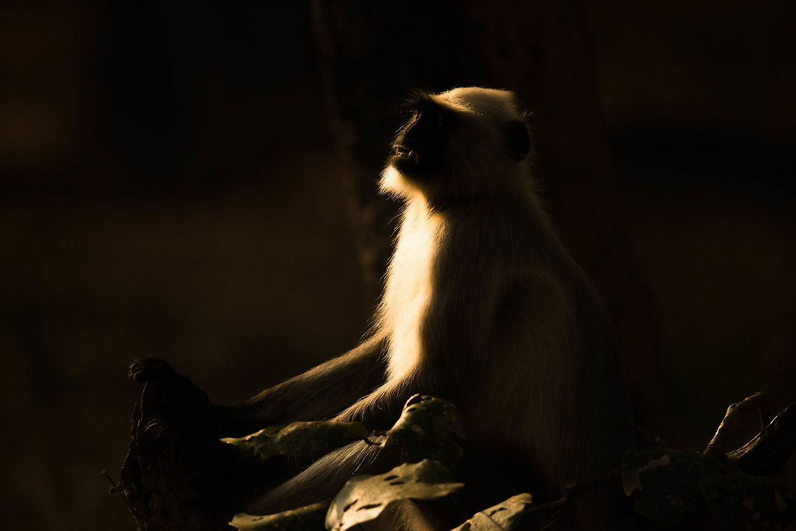 Sun bath Found this guy lazily basking in the sun, oblivious to the fact that he was being watched Bandhavgarh Tiger Reserve,Hanuman Langur,Semnopithecus dussumieri,Southern plains gray langur,forrest,india,silhouette,wildlife,wildlife photography