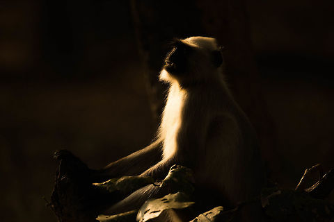 Sun bath Found this guy lazily basking in the sun, oblivious to the fact that he was being watched Bandhavgarh Tiger Reserve,Hanuman Langur,Semnopithecus dussumieri,Southern plains gray langur,forrest,india,silhouette,wildlife,wildlife photography