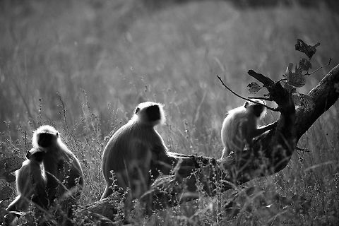 Four's company This family of langur was happily playing in the sun.  Bandhavgarh Tiger Reserve,India,Semnopithecus dussumieri,Southern plains gray langur,black and white,india,monkey,silhouette,wildlife photography