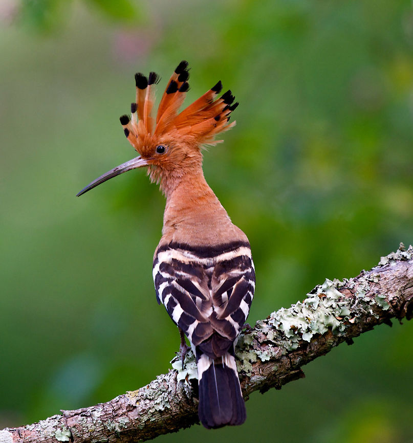 hoopoe  Bandipur,Bird Photography,Birds,Hoopoe,Upupa epops,india,wild