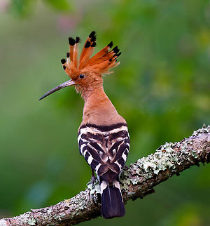 hoopoe  Bandipur,Bird Photography,Birds,Hoopoe,Upupa epops,india,wild