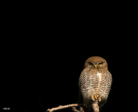 Jungle Owlet This co-operative bird was perched on a branch. With sunlight directly falling on it, the back ground looked black. I did some editing to make the background look completely black.  Bird Photography,Bird of prey,Birds,Glaucidium radiatum,Jungle owlet,india