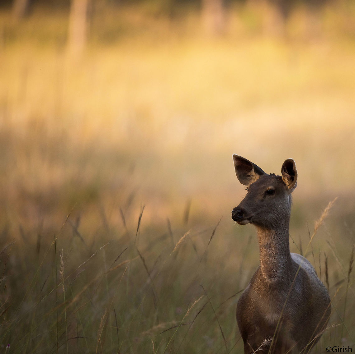 female sambar Female sambar deer at bandhavgarh Rusa unicolor,Sambar,deer,female sambar,india,nature,sambar deer