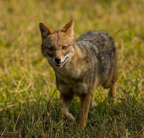 Jackal  Bandhavgarh Tiger Reserve,Canis aureus indicus,India,Indian jackal,Jackal,himalayan jackal,wildlife,wildlife photography