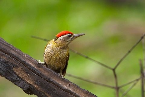 streak-throated woodpecker  Bandipur National Park,Birds,Picus xanthopygaeus,Woodpecker,bandipur,bird photography,streak throated woodpecker