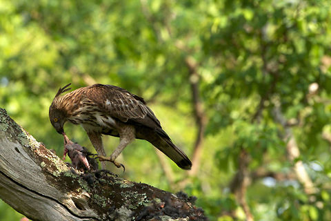 changeable hawk eagle  Bandipur National Park,Birds,Birds of Prey,Changeable hawk-eagle,Jungle Fowl,Nisaetus cirrhatus,bandipur,india