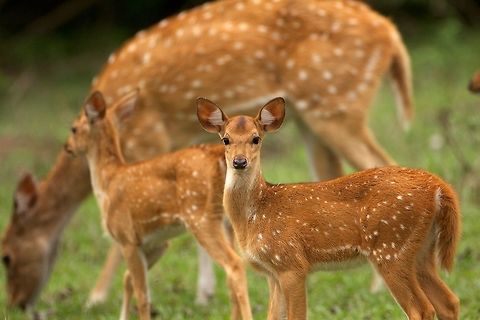 spotted deer,bandipur  Bandipur National Park,Mammals,bandipur,herbivore,india,karnataka,spotted deer,wildlife,wildlife photography