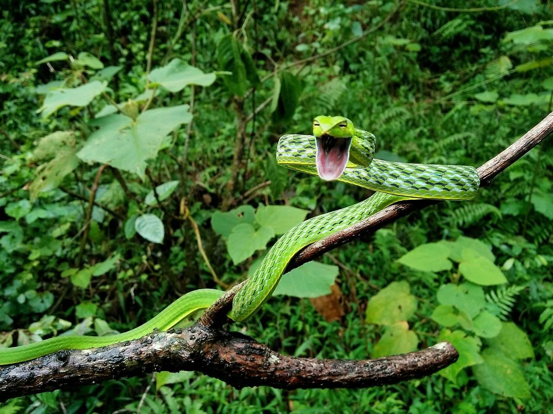The Green Wide Smile Green vine snake is one of the beautiful, gentle and highly camoflauged snakes distributed throughout Western Ghats of India.  Ahaetulla nasuta,Green,Green vine snake,Snake,wildlife photography