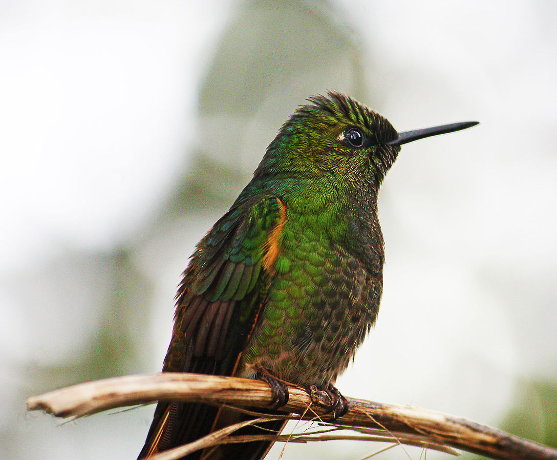 hummingbird Taken at Bellavista Cloud Forest Reserve Boissonneaua flavescens,Buff-tailed coronet,bird,hummingbird,rainforest,wildlife