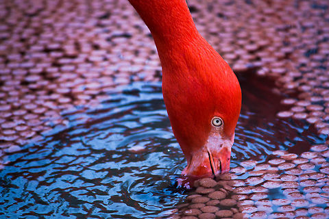 Flamingo Taken at Charles Paddock Zoo American Flamingo,Phoenicopterus ruber,Zoo,bird,flamingo,pink,wildlife