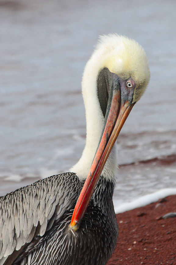 Pelican Taken in Galapagos Islands, Ecuador Brown pelican,Gal&aacute;pagos Islands,Pelecanus occidentalis,animal,bird,pelican,wildlife