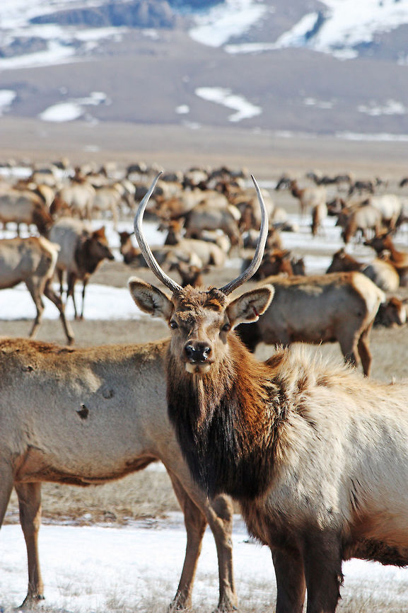 Elk Taken at National Elk Refuge Cervus canadensis,Elk,National Elk Refuge,Wyoming,antlers,mammal,ungulate,wildlife