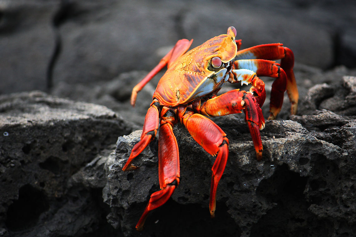 Galapagos Crab  Galapagos Islands,Grapsus grapsus,crab,crustacean,wildlife