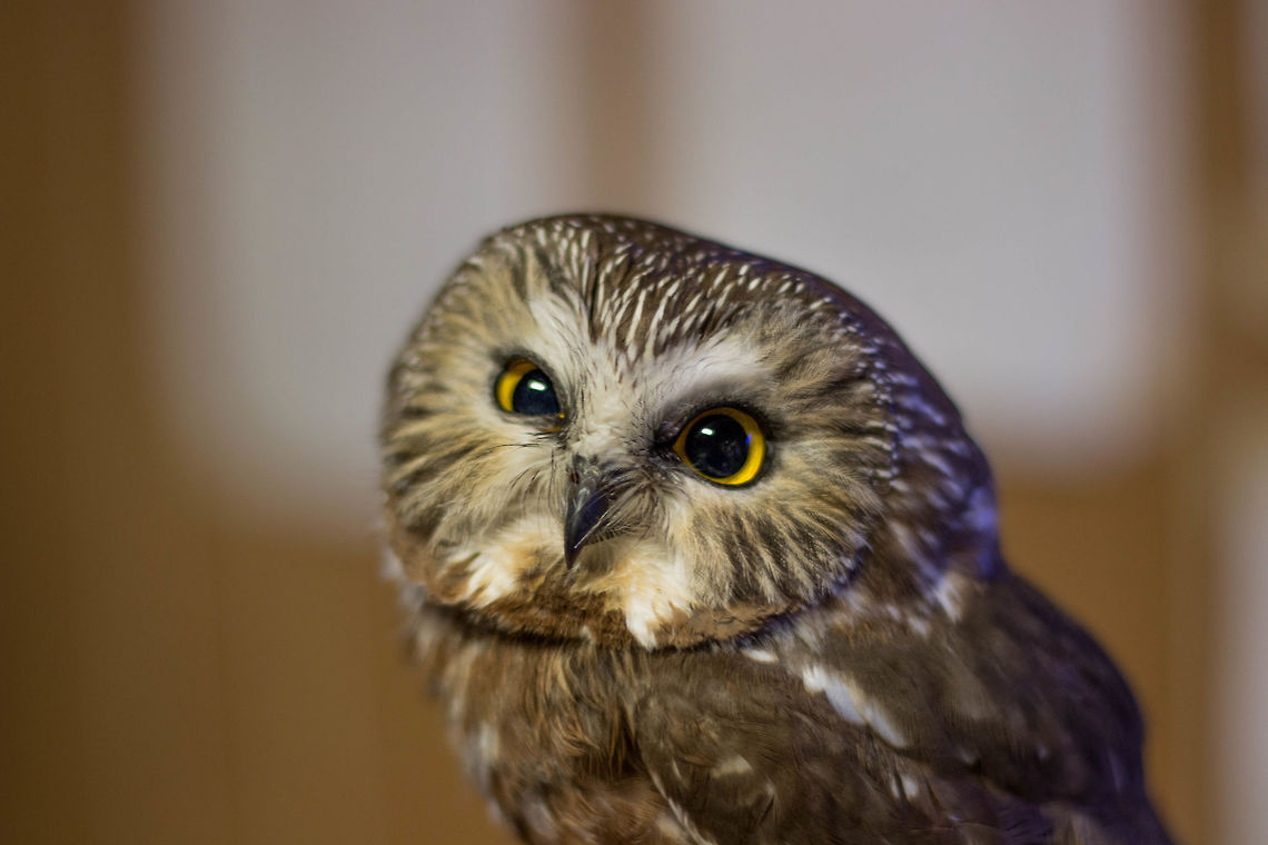 Saw-Whet Owl Taken during bird banding session. Owl was released shortly afterwards Aegolius acadicus,Northern saw-whet owl,bird,bird banding,owl,wildlife