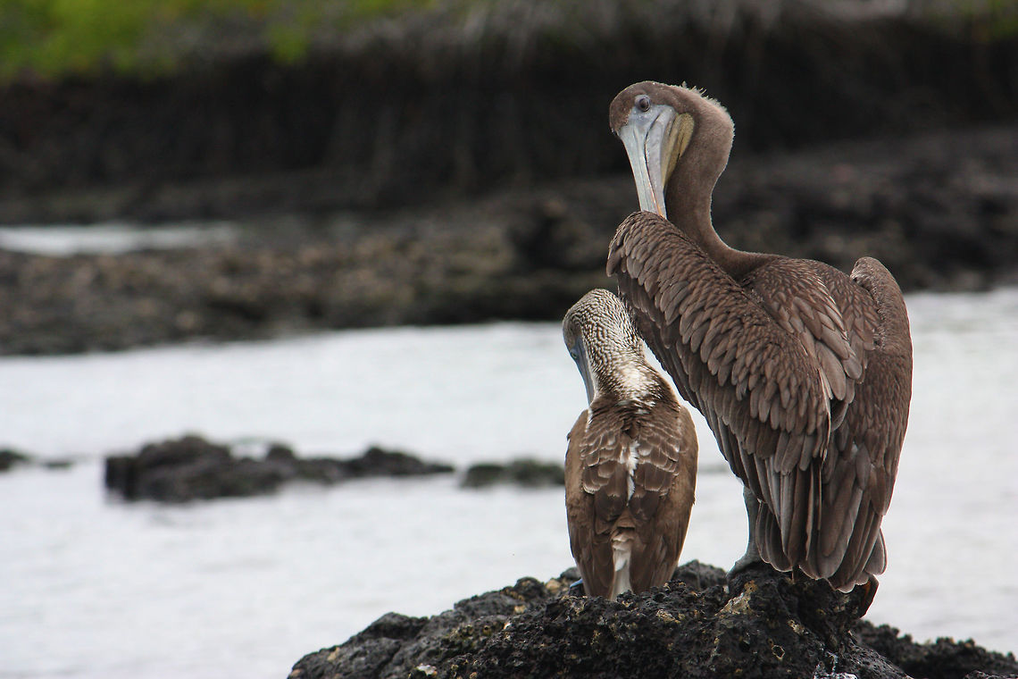 Blue-Footed Booby and Brown Pelican  Blue-footed Booby,Brown Pelican,Galápagos Islands,Sula nebouxii,birds,wildlife