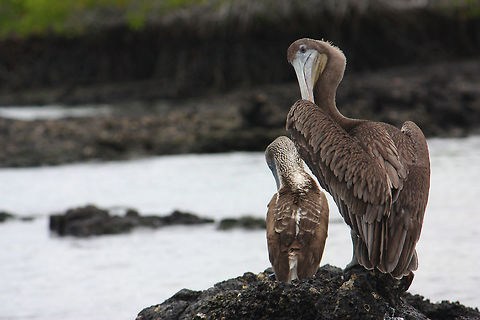 Blue-Footed Booby and Brown Pelican  Blue-footed Booby,Brown Pelican,Gal&aacute;pagos Islands,Sula nebouxii,birds,wildlife