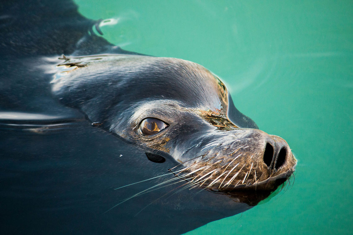Sea Lion California sea lion in Morro Bay, CA California sea lion,Zalophus californianus,animal,mammal,marine mammal,sea lion,wildlife