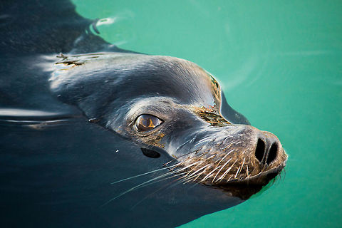 Sea Lion California sea lion in Morro Bay, CA California sea lion,Zalophus californianus,animal,mammal,marine mammal,sea lion,wildlife
