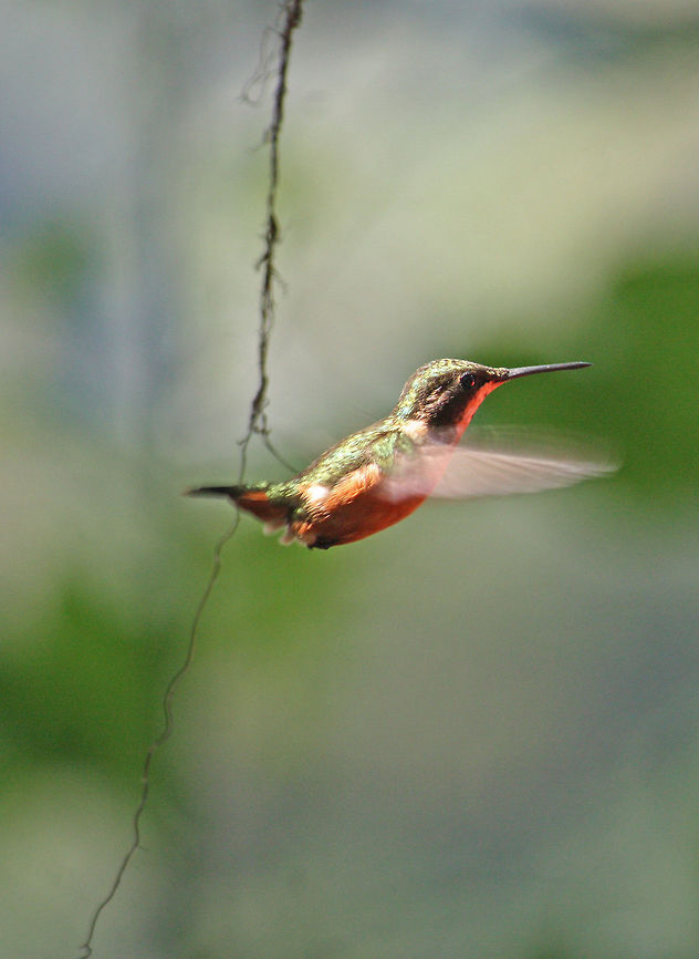 Hummingbird in Flight Seen around Bellavista Cloud Forest in Ecuador. Species unknown. Bellavista,Chaetocercus bombus,Ecuador,Hummingbird,bird,little woodstar,wildlife