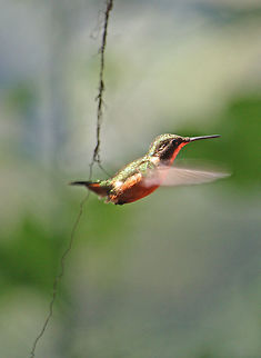 Hummingbird in Flight Seen around Bellavista Cloud Forest in Ecuador. Species unknown. Bellavista,Chaetocercus bombus,Ecuador,Hummingbird,bird,little woodstar,wildlife