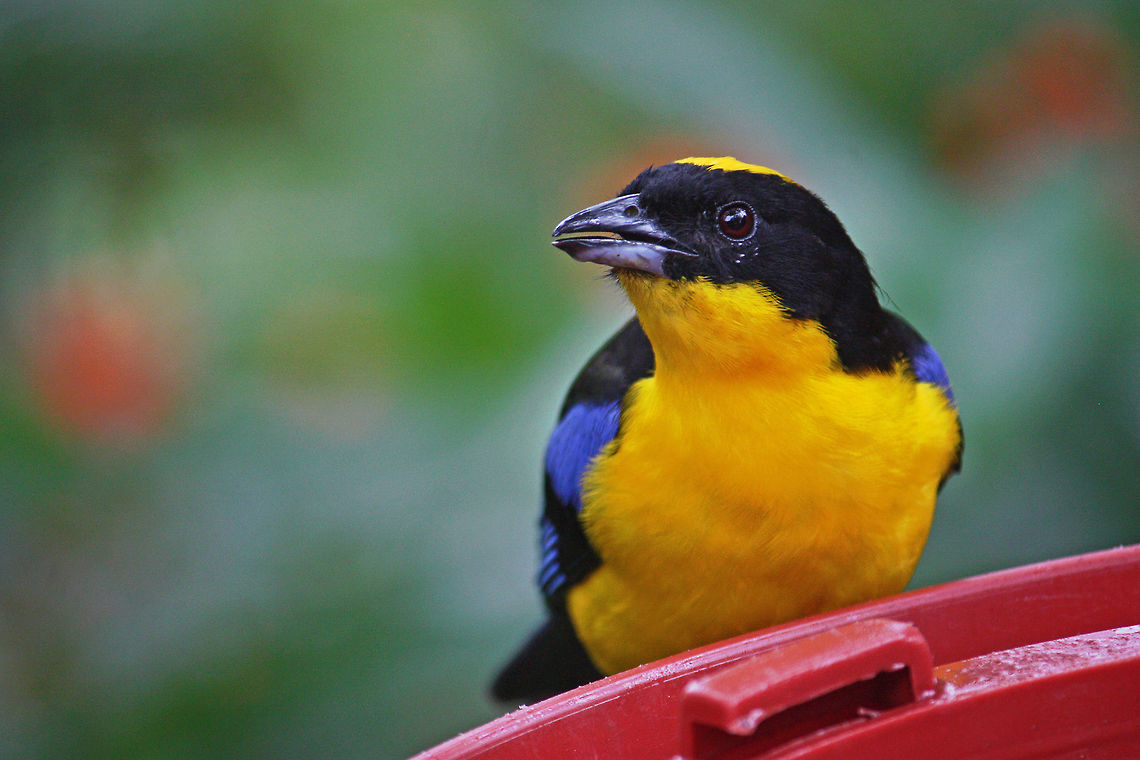 Blue-Winged Mountain Tanager Taken at Bellavista Cloud Forest in Ecuador Anisognathus somptuosus,Blue-winged mountain tanager,Ecuador,bird,tanager,wildlife