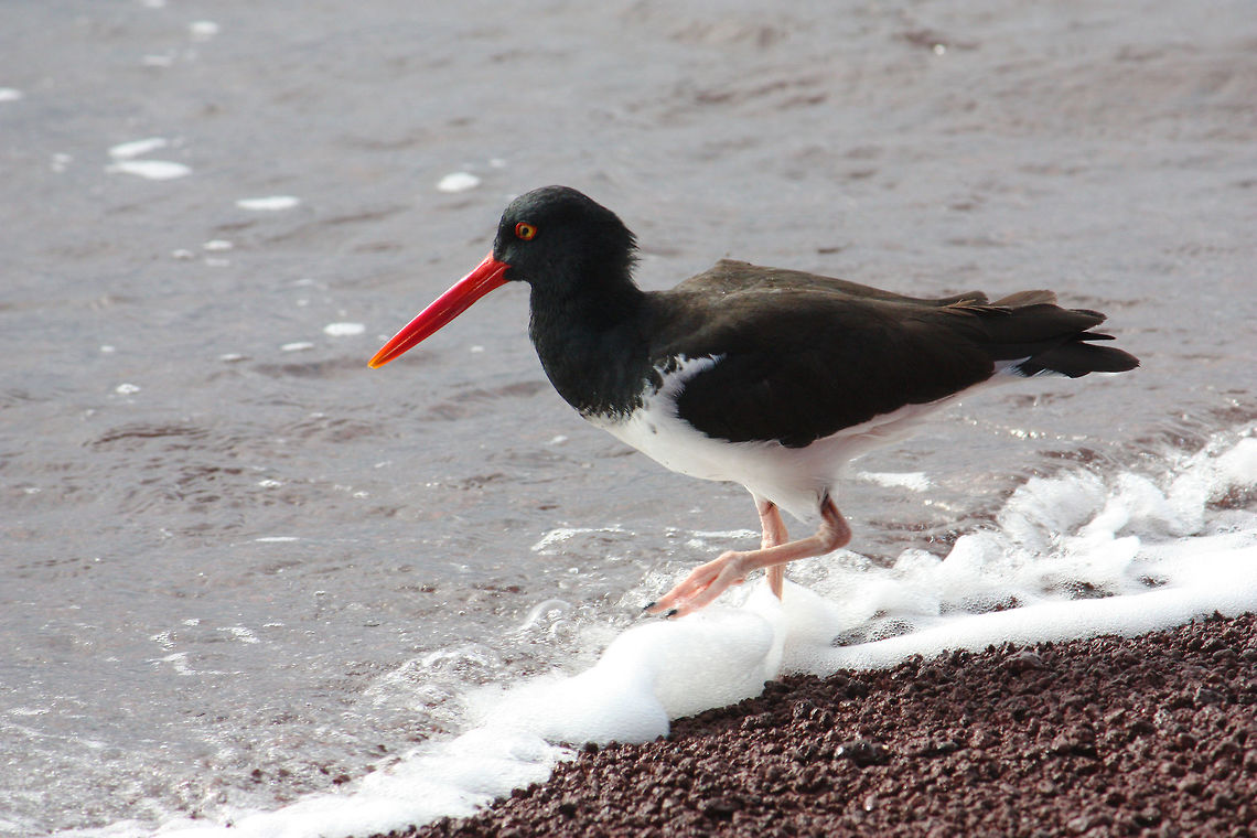 American Oystercatcher Taken in Galapagos Islands, Ecuador American Oystercatcher,Galápagos Islands,Haematopus palliatus,bird,wildlife