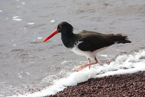 American Oystercatcher Taken in Galapagos Islands, Ecuador American Oystercatcher,Gal&aacute;pagos Islands,Haematopus palliatus,bird,wildlife