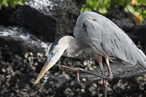 Great Blue Heron Taken on Galapagos Islands Ardea herodias,Galápagos Islands,Great Blue Heron,bird,heron,wildlife