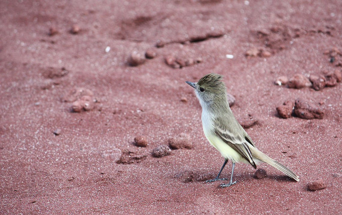 Galapagos Flycatcher Taken at Galapagos Islands Galapagos Islands,Gal&aacute;pagos flycatcher,Myiarchus magnirostris,bird,flycatcher,wildlife