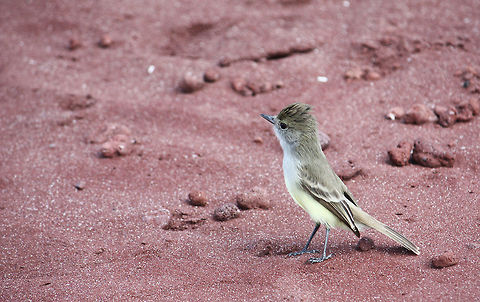 Galapagos Flycatcher Taken at Galapagos Islands Galapagos Islands,Galápagos flycatcher,Myiarchus magnirostris,bird,flycatcher,wildlife