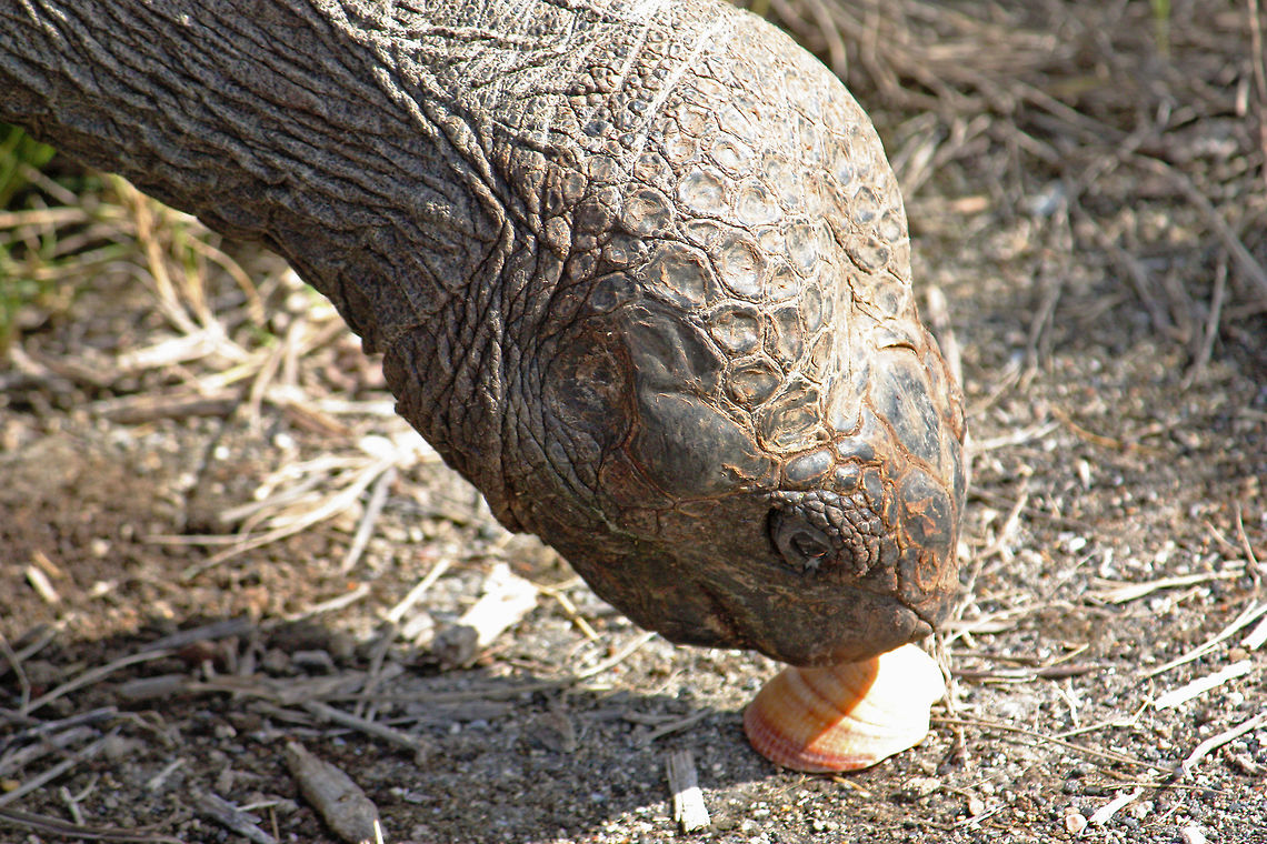 Galapagos Tortoise and Seashell Taken at Galapagos Islands Chelonoidis nigra,Galapagos Islands,Gal&aacute;pagos tortoise,reptile,seashell,tortoise,wildlife