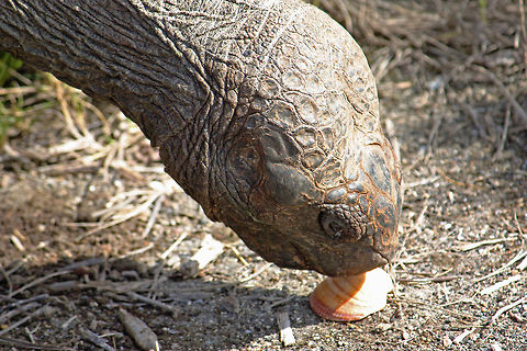 Galapagos Tortoise and Seashell Taken at Galapagos Islands Chelonoidis nigra,Galapagos Islands,Galápagos tortoise,reptile,seashell,tortoise,wildlife