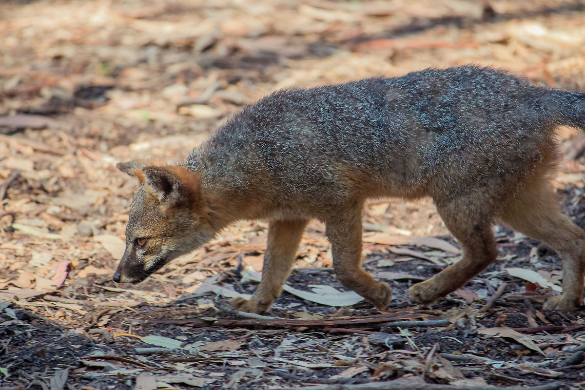 Island fox Endemic to Channel Islands, CA California,Channel Islands,Island fox,Urocyon littoralis,fox,mammal,wildlife