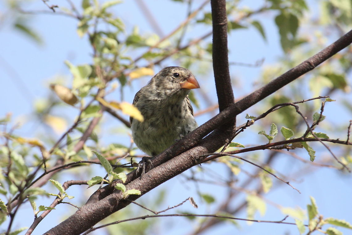 Galapagos Finch A species of Darwin's finch, endemic to Galapagos Islands.  Camarhynchus psittacula,Darwin's Finch,Galapagos Islands,Galapagos finch,Large tree finch,bird,finch,wildlife