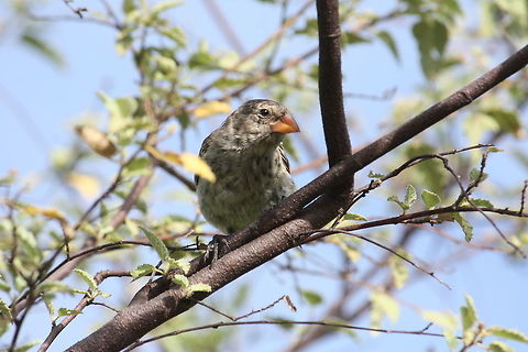 Galapagos Finch A species of Darwin's finch, endemic to Galapagos Islands.  Camarhynchus psittacula,Darwin's Finch,Galapagos Islands,Galapagos finch,Large tree finch,bird,finch,wildlife