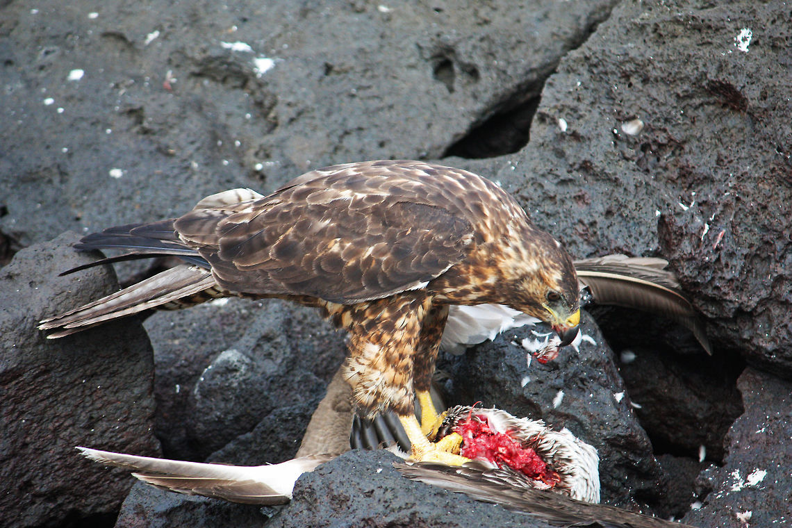 Galapagos Hawk Galapagos Hawk eating a blue footed booby Buteo galapagoensis,Galapagos Hawk,bird,bird of prey,blood,hawk,predation,wildlife