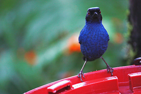 Masked Flowerpiercer Taken in Bellavista Cloud Forest, Ecuador  Diglossopis cyanea,Masked flowerpiercer,bird,blue,rainforest,wildlife