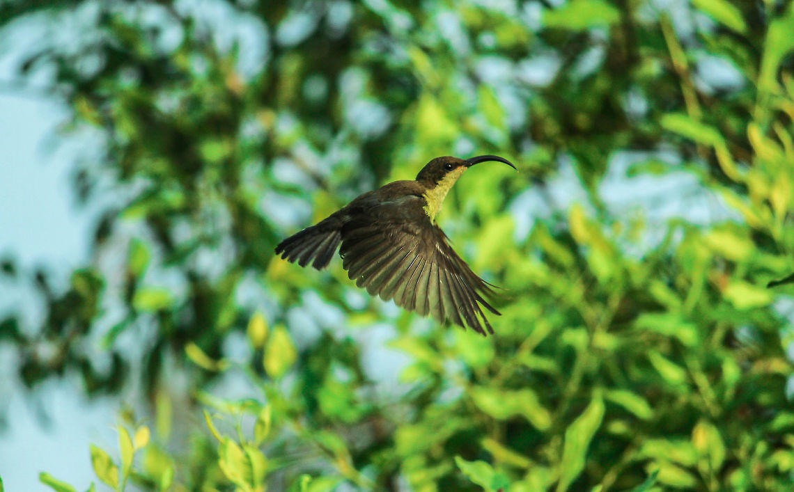 IMG_4046  Leptocoma zeylonica,Purple-rumped sunbird