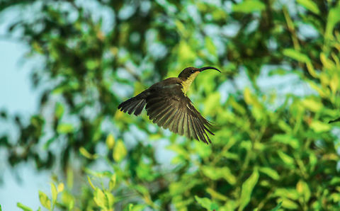 IMG_4046  Leptocoma zeylonica,Purple-rumped sunbird