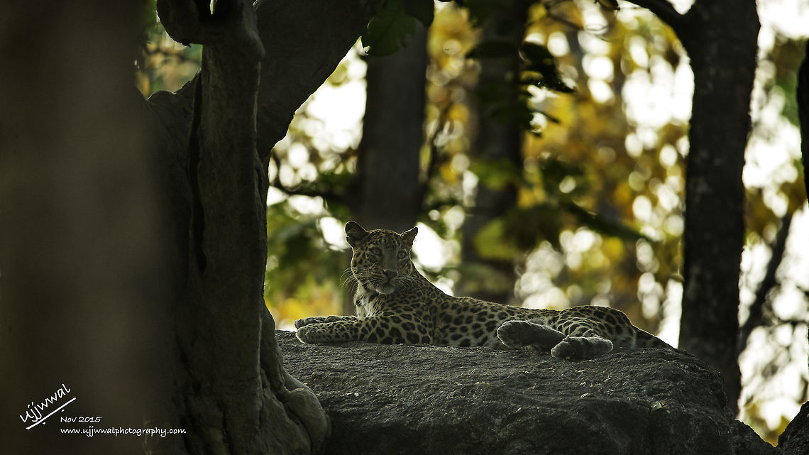 Posing Leopard - The King of Good TImes Sitting atop a big rock the fellow was spotted accidently by a tourist in the jungle of Pench, India. It gave us enough time and posses to get some nice shots. Most of us go looking for Tigers but after seeing this fellow I realised that these guys are as beautiful as the tiger. They are solitary animals and are very shy. Their ability to climb trees and drag their kill (nearly their weight) up a tree makes them different from other cats. Very strong shoulders help them to do so. Can laze on trees for hours. <br />
<br />
This was my first leopard sighting and also photograph, a special treat.  Big Cats,India,Indian leopard,Panthera pardus fusca,Pench,pench national park,wildlife