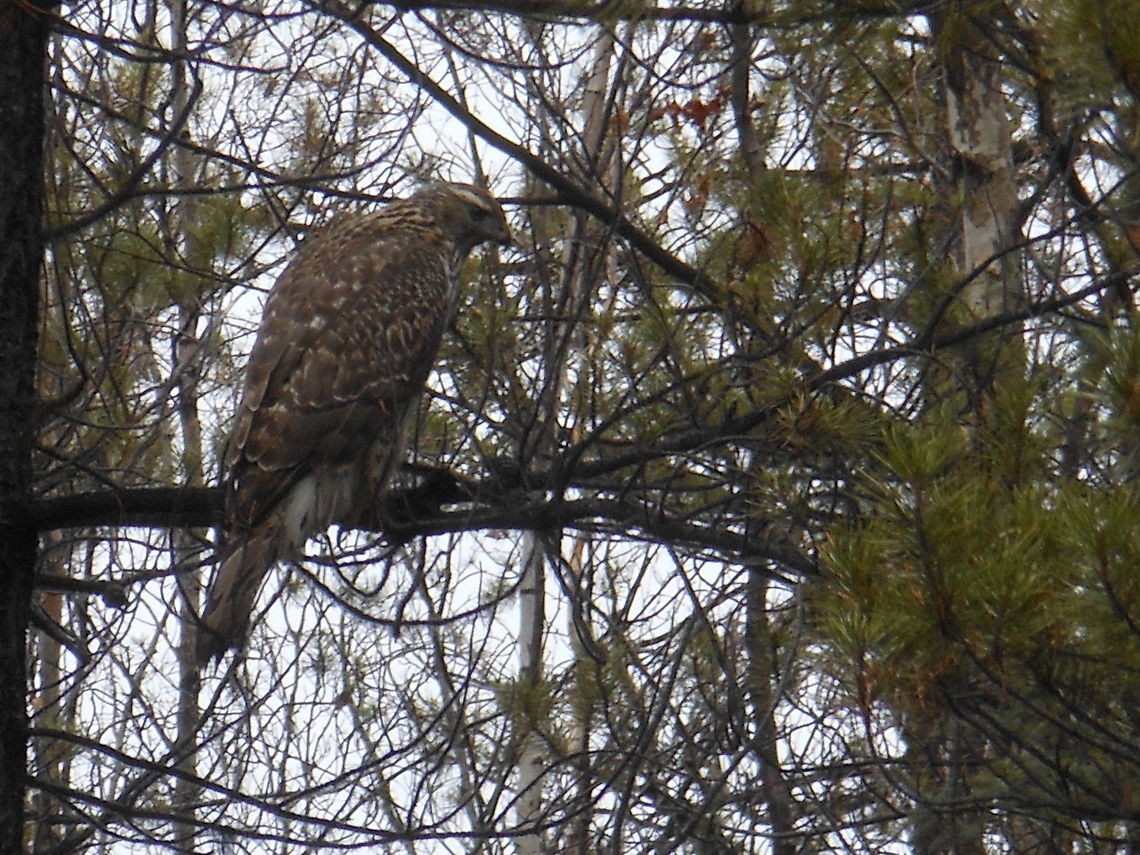 DSCN9231  Accipiter gentilis,Canada,Fall,Geotagged,Northern Goshawk