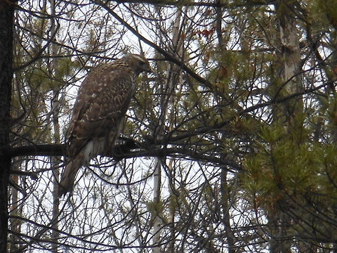 DSCN9231  Accipiter gentilis,Canada,Fall,Geotagged,Northern Goshawk