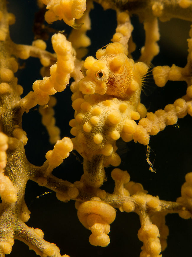 Pygmy Seahorse, camouflaging in its Gorgonian Fan home This photograph took me 40 minutes of patient waiting and remaining still. Incredibly hard to spot, these tiny seahorses are less than 1.5cm, and are very camera-shy. There are increasing incidences of coral damage by pollution and inconsiderate diving, but this photo highlights how the beauty of the ocean, however tiny, can be respected if only more heart was invested in it. Diving,Fall,Geotagged,Hippocampus bargibanti,Ocean,Philippines,Pygmy,Pygmy seahorse,Seahorse,conservation