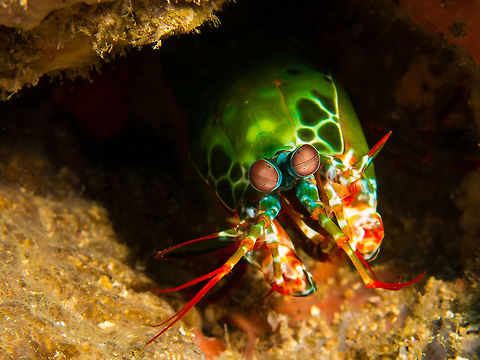 Mantis Shrimp, the colour of the ocean packs a powerful, bite-sized punch The Mantis Shrimp is known for two things, its vibrant colour, and it glass-cracking, mask-shattering punch! Shy creatures, I spend some time stalking them and keeping a distance until they calm down and lend me a smile for my camera. I don't get too close though, one swipe of their pincer and there goes my lens! Diving,Fall,Geotagged,Mantis,Odontodactylus scyllarus,Philippines,shrimp