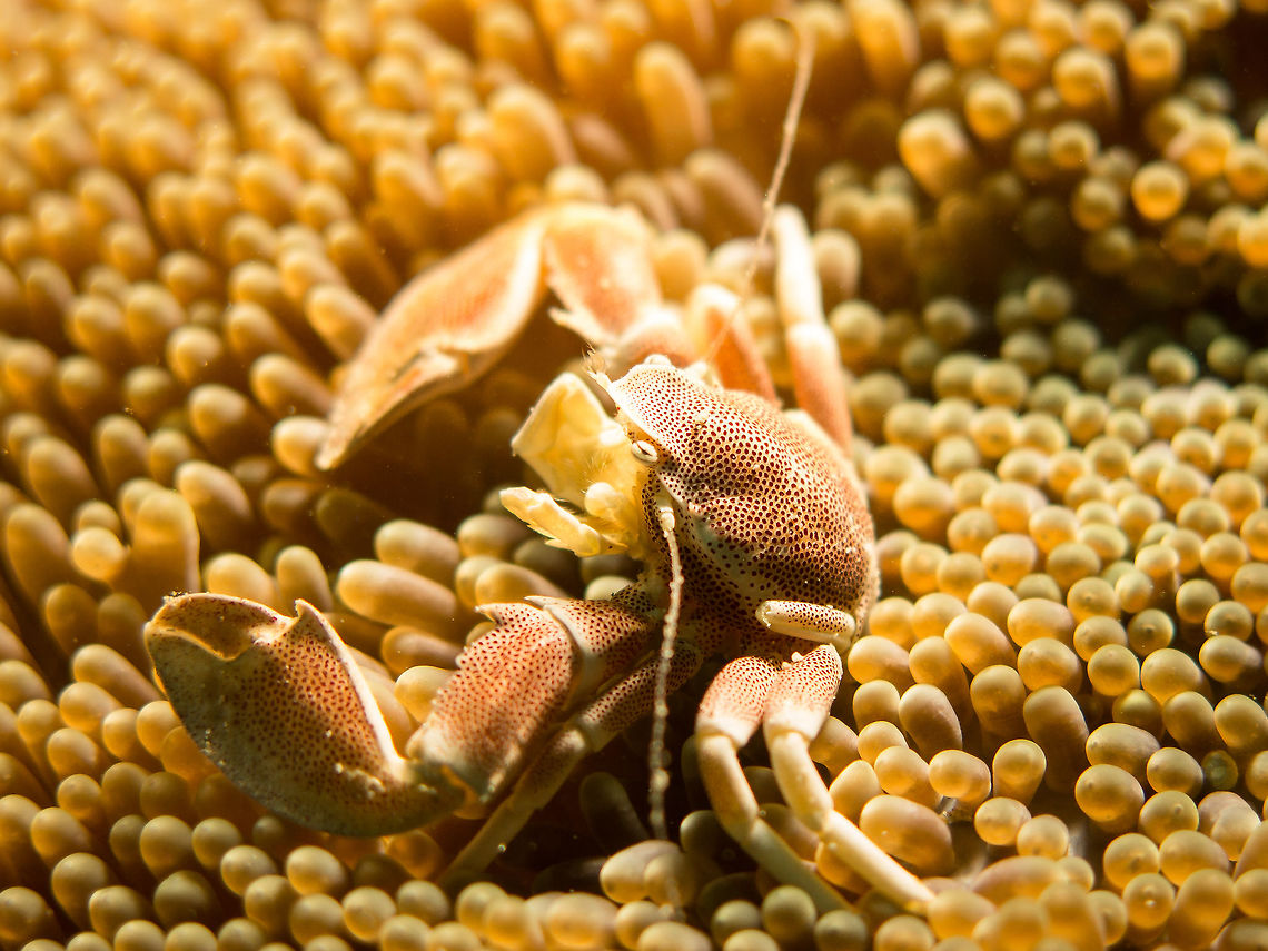 Porcelain Crab, the couch potato of the ocean bed Taken only when the anemone decides to open its curtains to reveal its resident critter, the Porcelain Crab is fun to photograph because of its patterns on its shell. They aren&#039;t used to much glamour though, and scurry quickly to find cover from candid moments. Anemone,Fall,Geotagged,Neopetrolisthes maculatus,Philippines,crab,diving,ocean,porcelain
