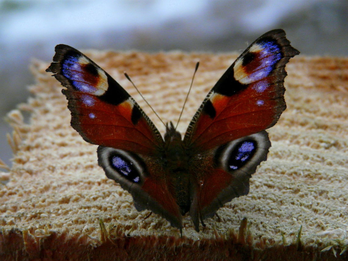 Just outside the door  European Peacock,Inachis io