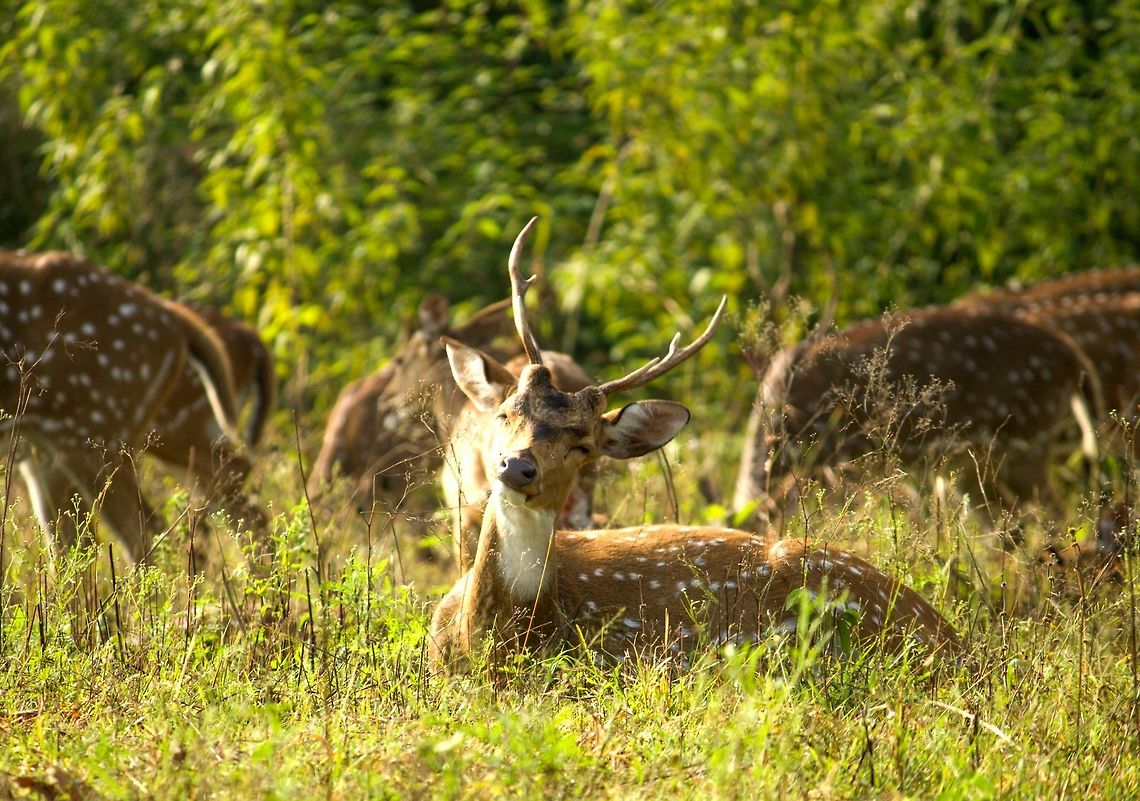spotted deer Spotted deer!<br />
A pretty wise one<br />
location-bandipur wildlife reserve Axis axis,Axis deer,bandipur
