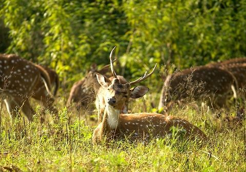 spotted deer Spotted deer!
A pretty wise one
location-bandipur wildlife reserve Axis axis,Axis deer,bandipur